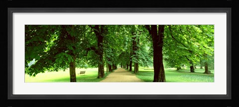 Framed Trees Salzburg Austria Print