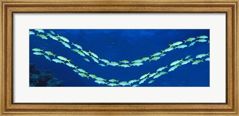 Framed School of fish Great Barrier Reef Australia Print