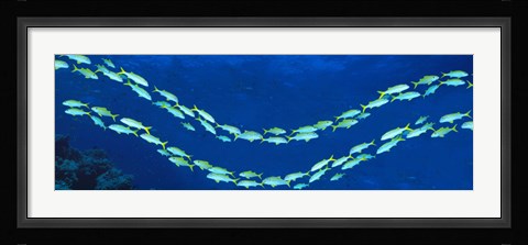 Framed School of fish Great Barrier Reef Australia Print