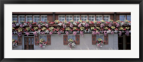 Framed Windows with Colorful Flower Boxes, Appenzell Switzerland Print