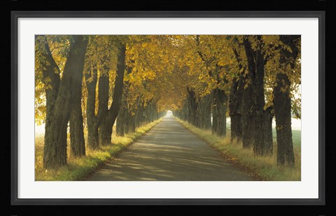 Framed Road w/Autumn Trees Sweden Print