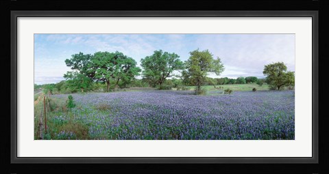 Framed Field of Bluebonnet flowers, Texas, USA Print