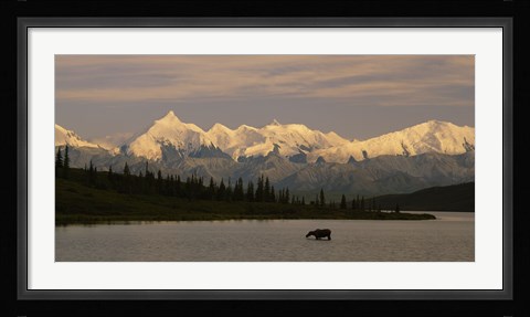 Framed Moose standing on a frozen lake, Wonder Lake, Denali National Park, Alaska, USA Print