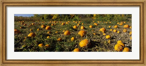Framed Field of ripe pumpkins, Kent County, Michigan, USA Print
