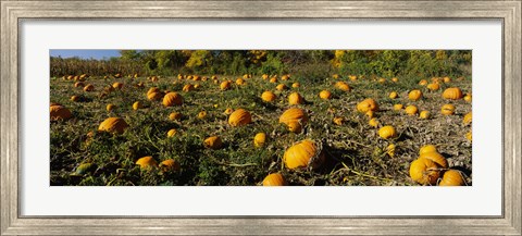 Framed Field of ripe pumpkins, Kent County, Michigan, USA Print