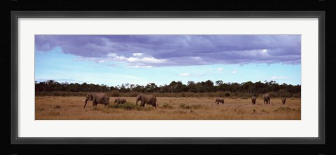 Framed Africa, Kenya, Masai Mara National Reserve, Elephants in national park Print