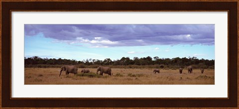 Framed Africa, Kenya, Masai Mara National Reserve, Elephants in national park Print