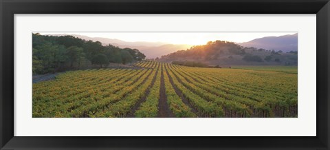 Framed Sunset, Vineyard, Napa Valley, California, USA Print
