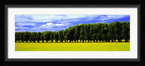 Framed Row Of Trees, Uppland, Sweden Print
