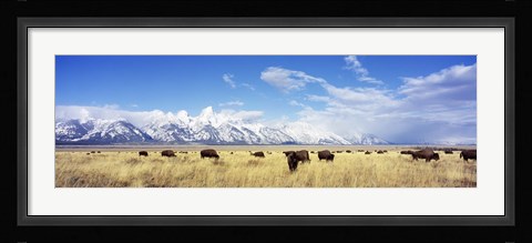 Framed Bison Herd, Grand Teton National Park, Wyoming, USA Print