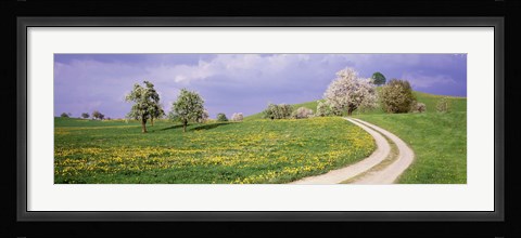 Framed Meadow Of Dandelions, Zug, Switzerland Print
