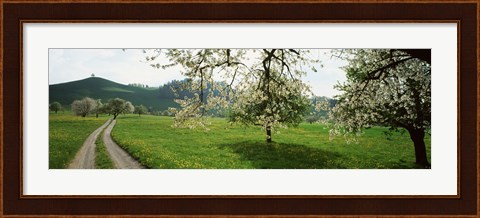 Framed Dirt Road Through Meadow Of Dandelions, Zug, Switzerland Print