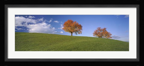 Framed Cherry Trees On A Hill, Cantone Zug, Switzerland Print