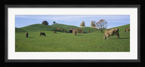 Framed Cows grazing on a field, Canton Of Zug, Switzerland Print