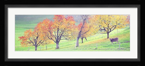 Framed Cow Cantone Zug Switzerland Print