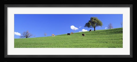 Framed Cows, Canton Zug, Switzerland Print