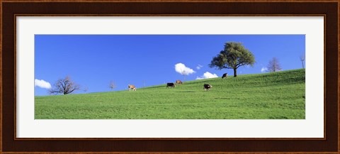 Framed Cows, Canton Zug, Switzerland Print