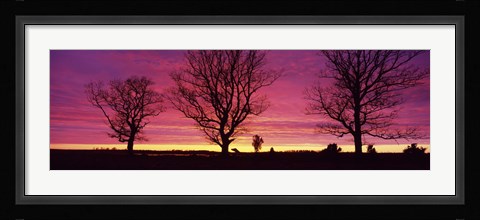 Framed Oak Trees, Sunset, Sweden Print