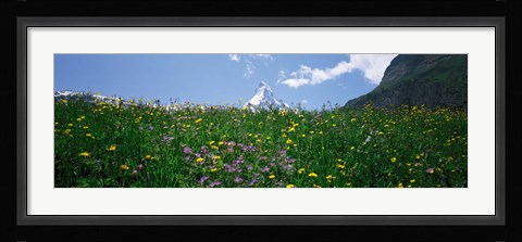 Framed Wild Flowers, Matterhorn Switzerland Print