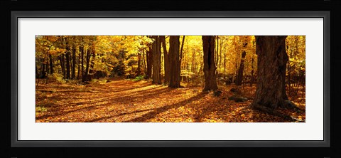 Framed Tree Lined Road, Massachusetts, USA Print