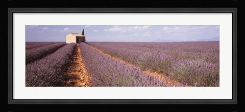 Framed Lavender Field, Valensole Province, France Print