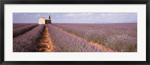 Framed Lavender Field, Valensole Province, France Print