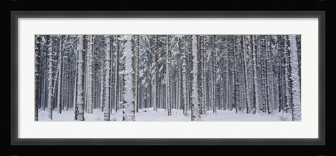 Framed Snow covered trees in a forest, Austria Print