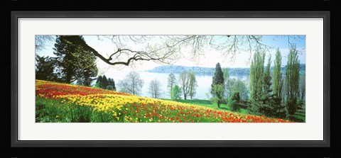 Framed Lake Constance, Insel Mainau, Germany Print