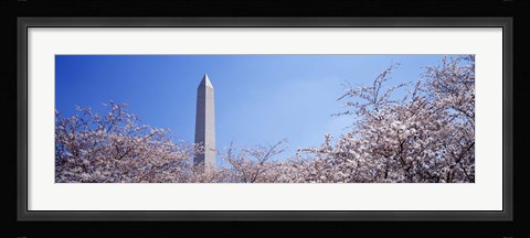 Framed Washington Monument behind cherry blossom trees, Washington DC, USA Print