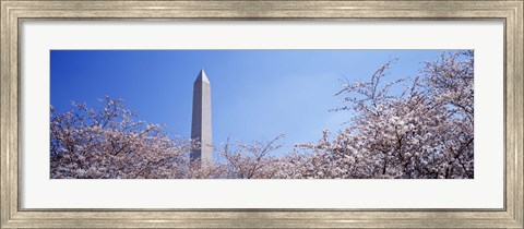 Framed Washington Monument behind cherry blossom trees, Washington DC, USA Print