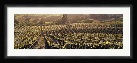 Framed Aerial View Of Rows Crop In A Vineyard, Careros Valley, California, USA Print