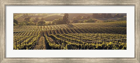 Framed Aerial View Of Rows Crop In A Vineyard, Careros Valley, California, USA Print