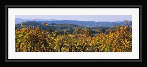 Framed High Angle View Of A Field, Alexander Valley, Napa, California, USA Print