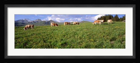 Framed Switzerland, Cows grazing in the field Print