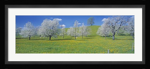 Framed View Of Blossoms On Cherry Trees, Zug, Switzerland Print