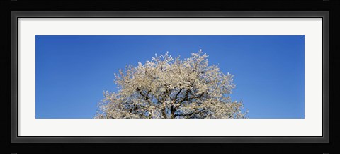 Framed Cherry Blossoms, Switzerland Print
