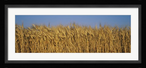 Framed Field Of Wheat, France Print