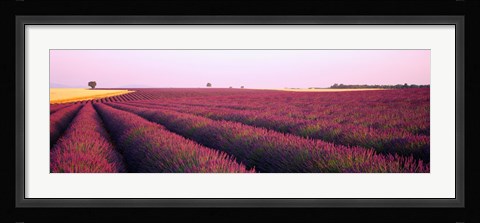 Framed Lavender crop on a landscape, France Print