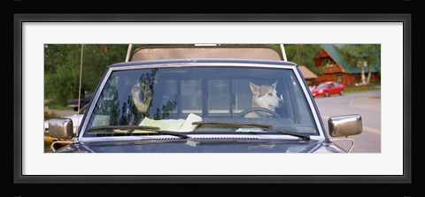 Framed Close-up of two dogs in a pick-up truck, Main Street, Talkeetna, Alaska, USA Print