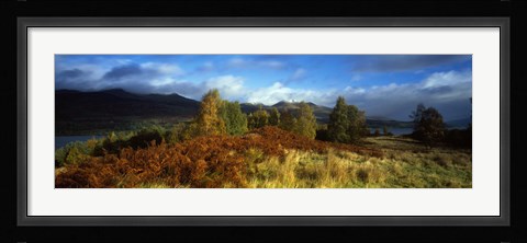 Framed Trees in a field, Loch Tay, Scotland Print