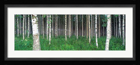 Framed Birch Forest, Punkaharju, Finland Print