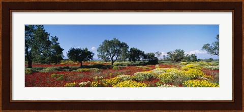 Framed Poppy Meadow with Almond Trees, Majorca, Spain Print