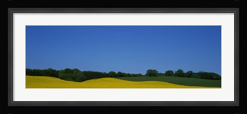 Framed Trees on a rape field, Germany Print