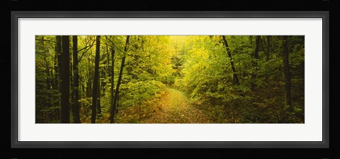 Framed Dirt road passing through a forest, Vermont, USA Print