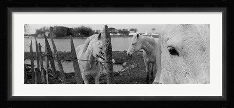 Framed Horses, Camargue, France Print