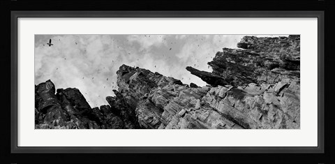 Framed Birds Nesting In Cliffs, Norway Print