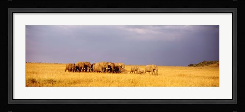 Framed Elephant Herd, Maasai Mara Kenya Print