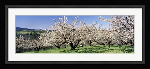 Framed Cherry Orchard, Oregon, USA Print