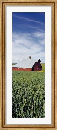 Framed Barn in a wheat field, Washington State (vertical) Print