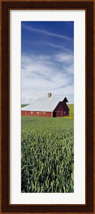 Framed Barn in a wheat field, Washington State (vertical) Print